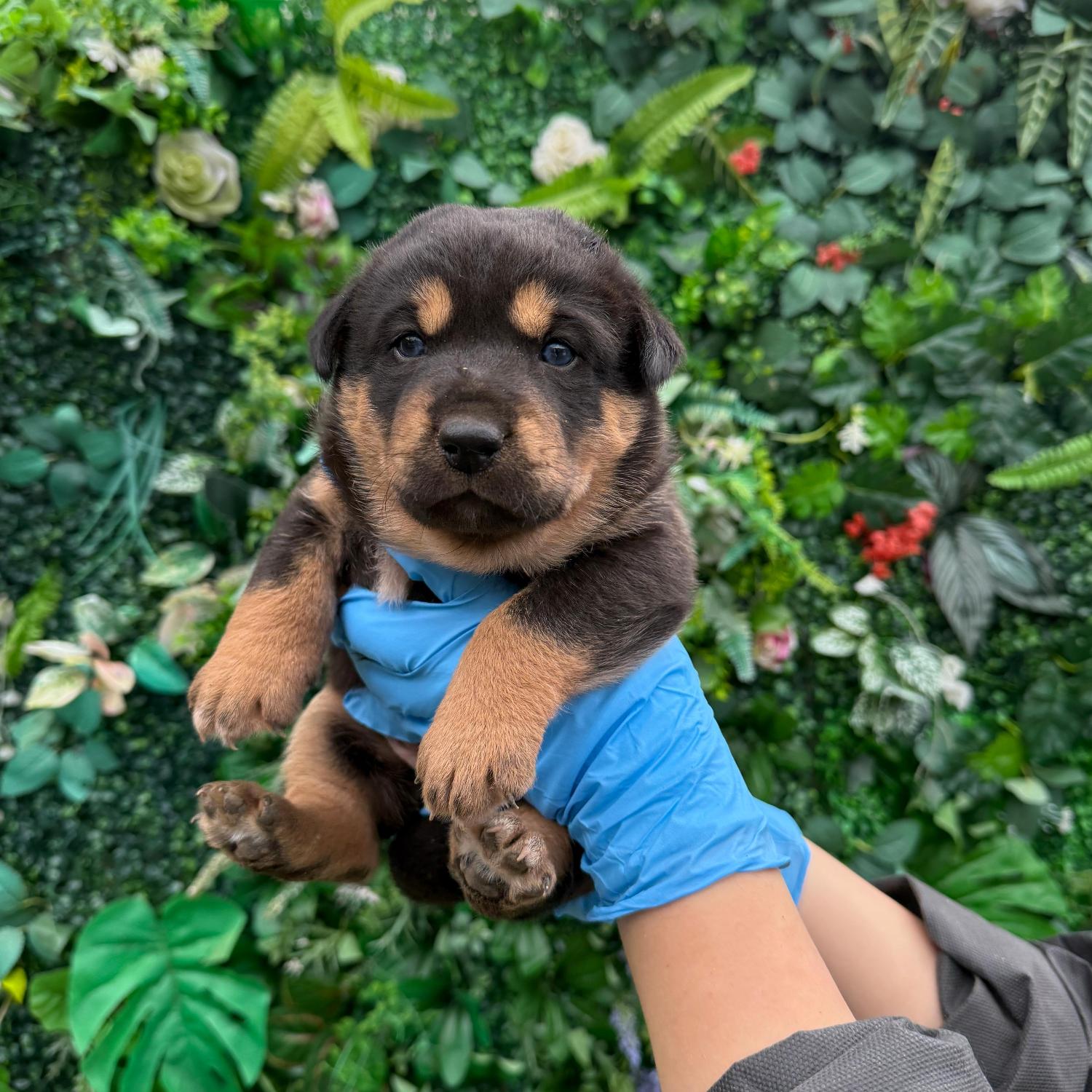 종료(입양) 믹스견…